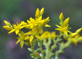 Stonecrop (Sedum acre) grows in the wild