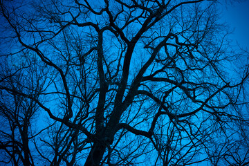 Dark branches on blue background. Creepy background for Halloween. Tree silhouettes with a dramatic sky. Midnight moonlight misty forest