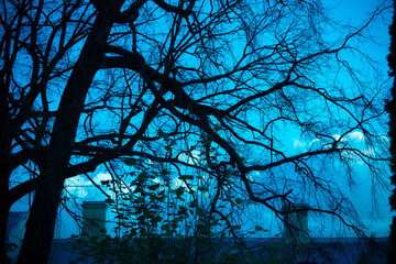 Dark branches on blue background. House roofs and chimney. Creepy background for Halloween. Tree silhouettes with a dramatic sky. Midnight moonlight misty forest