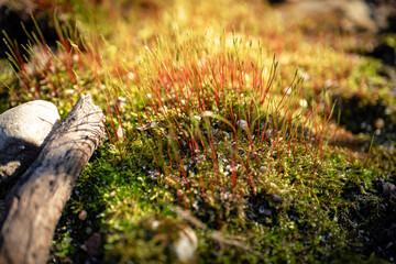Green moss carpen with red stems and water drops in sunlight