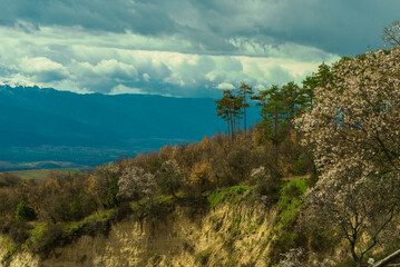 Flowering of dogwood and apple tree in early spring in sandy rocks near Melnik Bulgaria