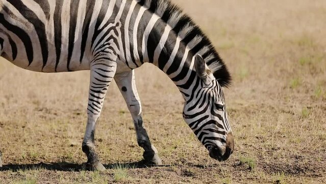 Close up view of striped black white zebra walking and grazing in steppe with dry grass on summer hot day. Biosphere Reserve Askania Nova in Ukraine, zebra grazing. South african wildlife park