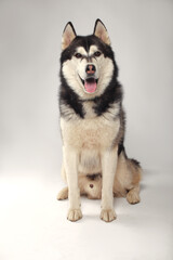 A black Siberian Husky boy is sitting on a white background