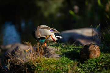 Male and female mallard ducks in the green grass. Brown duck cleaning feathers. Waterfowl bird close up. Cute funny birds