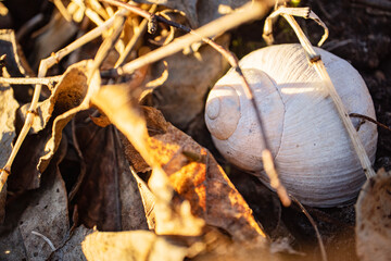 A white snail shell lies hidden in brown dry leaves in sunset light