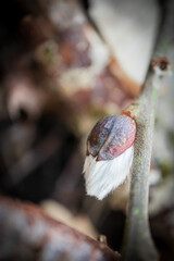 New willow fluffy bud opening up on a branch on forest ground covered with brown dry brown leaves needles