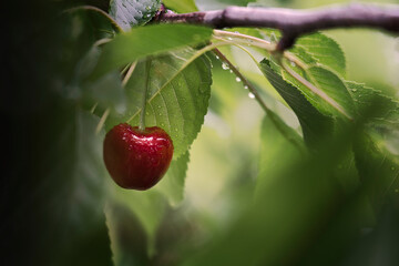 Red ripe cherry on tree in summer time.