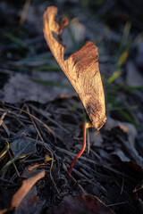 Dry textured damaged golden fallen maple seed leaf with growing sprout from dry leafy ground in bight sunset light