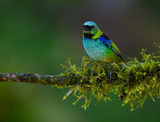 Fototapeta premium Green-headed Tanager on mossy stick on rainy day against dark green background