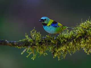 Green-headed Tanager on mossy stick on rainy day against dark  green background