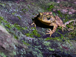 Beaked Toads portrait at night in Atlantic Rainforest