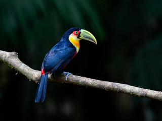 Red-breasted Toucan portrait on    stick  against dark green background