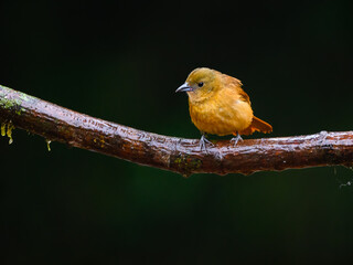 White-lined tanager on mossy stick on rainy day against dark  green background