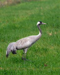 Common crane or Grus grus also known as the Eurasian crane, seen near Nalsarovar