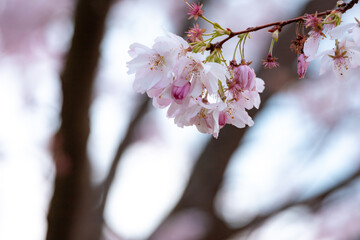 Kirschblüten im Frühling 2023, oben rechts