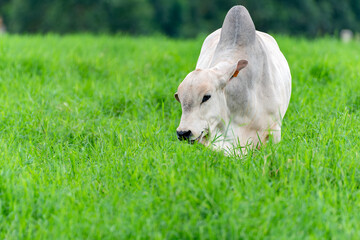 Nelore © Giovan Alex