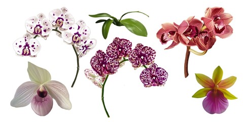 Watercolor set of bouquet of orchids. realistic phalaenopsis, cymbidium, cumbria and Paphiopedilum flowers - obrazy, fototapety, plakaty