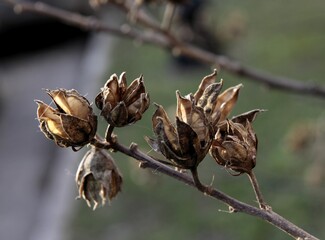 dry fruits with seeds of hibiscus bush in winter close up