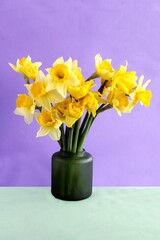 pretty yellow daffodils as spring plant from a garden