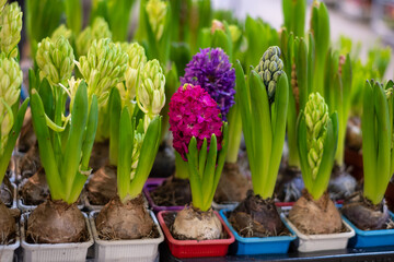 Pink, purple and cream hyacinths with green leaves in colorful pots in the background.