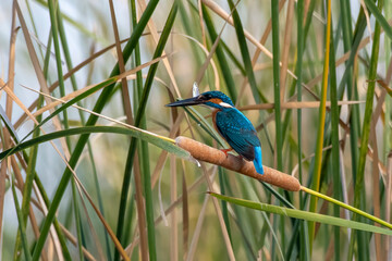 Common kingfisher or Alcedo atthis with fish catch near Nalsarovar in Gujarat
