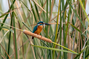 Common kingfisher or Alcedo atthis with fish catch near Nalsarovar in Gujarat
