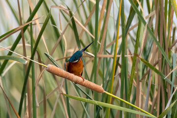 Common kingfisher or Alcedo atthis with fish catch near Nalsarovar in Gujarat