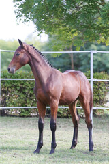 Fototapeta premium Portrait close up of a beautiful young chestnut foal.