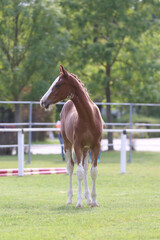 Portrait close up of a beautiful young chestnut foal.