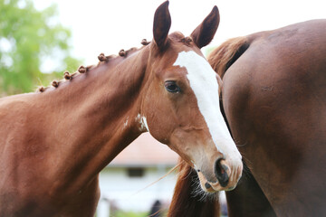 Portrait close up of a beautiful young chestnut foal.