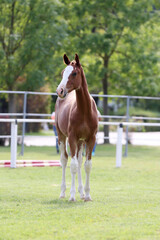 Portrait close up of a beautiful young chestnut foal.