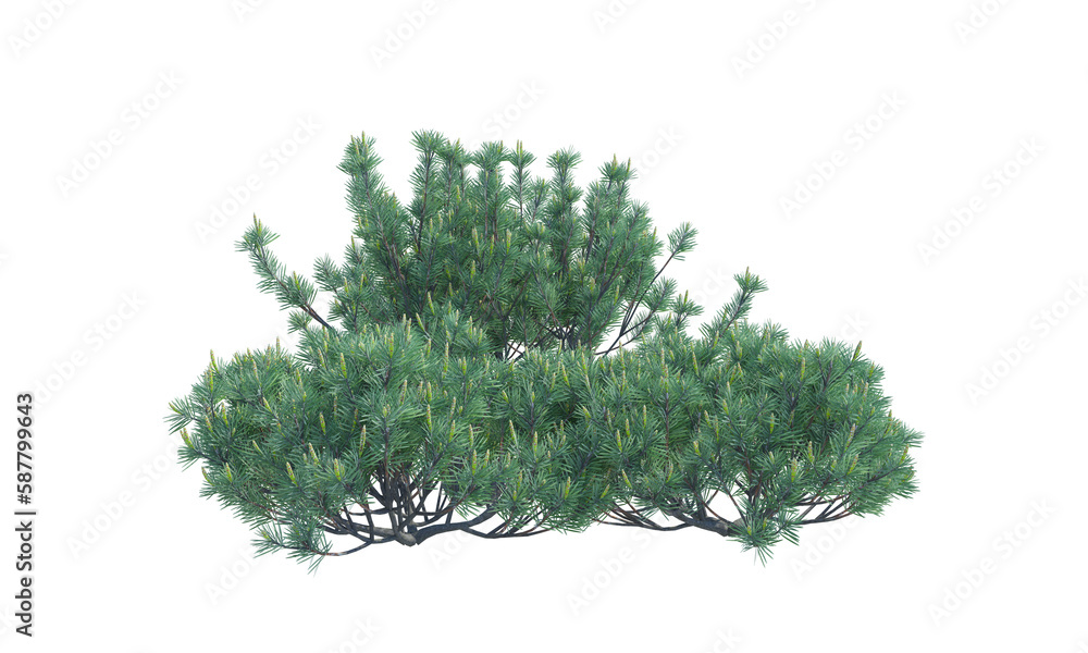 Wall mural Swiss Mountain Pine png alpha channel front view