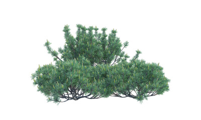 Swiss Mountain Pine png alpha channel front view