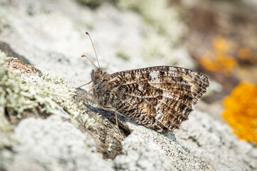 Grayling butterfly on a lichen covered rock