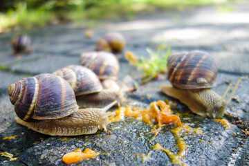 Snail family eat a apricot fallen to sideway