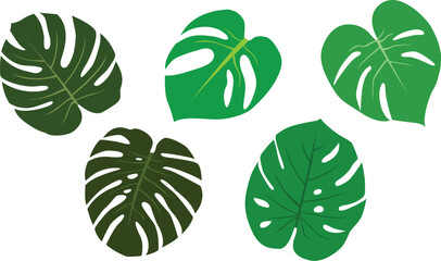 Monstera Leaves Set Vector Illustration © Natchapon