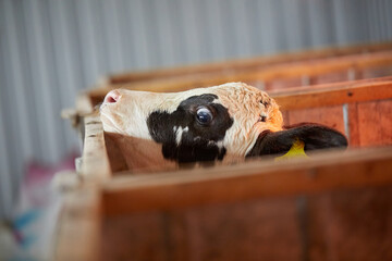 young calf just born on the farm, calf care