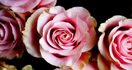 Light pink roses close up with dark background