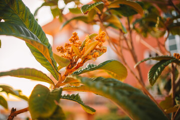 Star shape blur sun with golden shiny long rays and sun flare among tree branches with fresh leaves. High quality photo