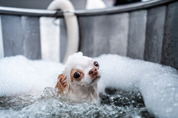 A little white chihuahua takes a bubble bath in a spa salon. Pet care.