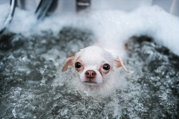 A little white chihuahua takes a bubble bath in a spa salon. Pet care.