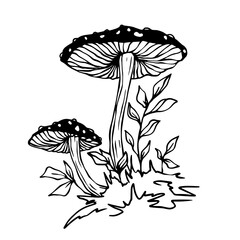 Linear sketch of toadstool mushrooms with forest plants. Vector graphics.