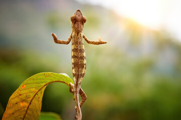 Chameleons of Madagascar: brown and white striped panther chameleon , Furcifer pardalis, standing on its hind legs on a leaf,  welcoming with open arms, isolated against a blurred green background.