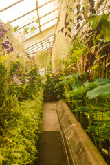 Tropical greenhouse with evergreen plants, exotic palms, ferns in a sunny day with beautiful light. Various palms in botanical garden, Krakow, Poland. High quality photo