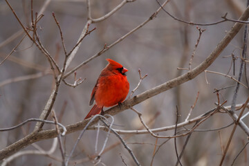 Male northern cardinal perched in a leafless tree 