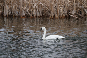 Tundra swan swimming on a pond during spring migration 