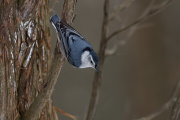 Nuthatch hanging upside down from a tree 