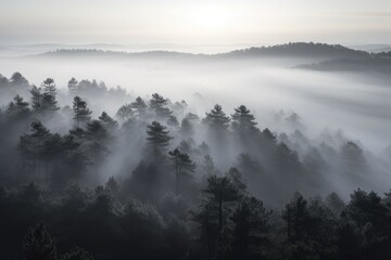Fototapeta premium pine forest in the mountains, blanketed in morning mist. The trees rise tall and straight, with their branches covered in needles that are tinged with dew Generative AI