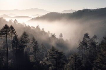 Naklejka na ściany i meble pine forest in the mountains, blanketed in morning mist. The trees rise tall and straight, with their branches covered in needles that are tinged with dew Generative AI