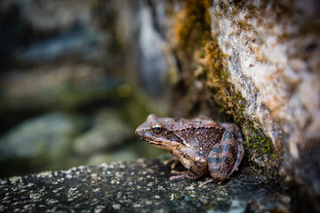 Brown frog on rocks in Vikos National Park